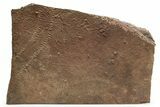 Cruziana (Fossil Trilobite Trackway) Plate - Morocco #256863-1
